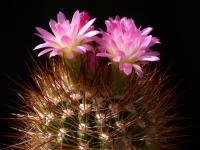 Thumbnail of 0545_Neoporteria nidus_20150420_02(1).JPG